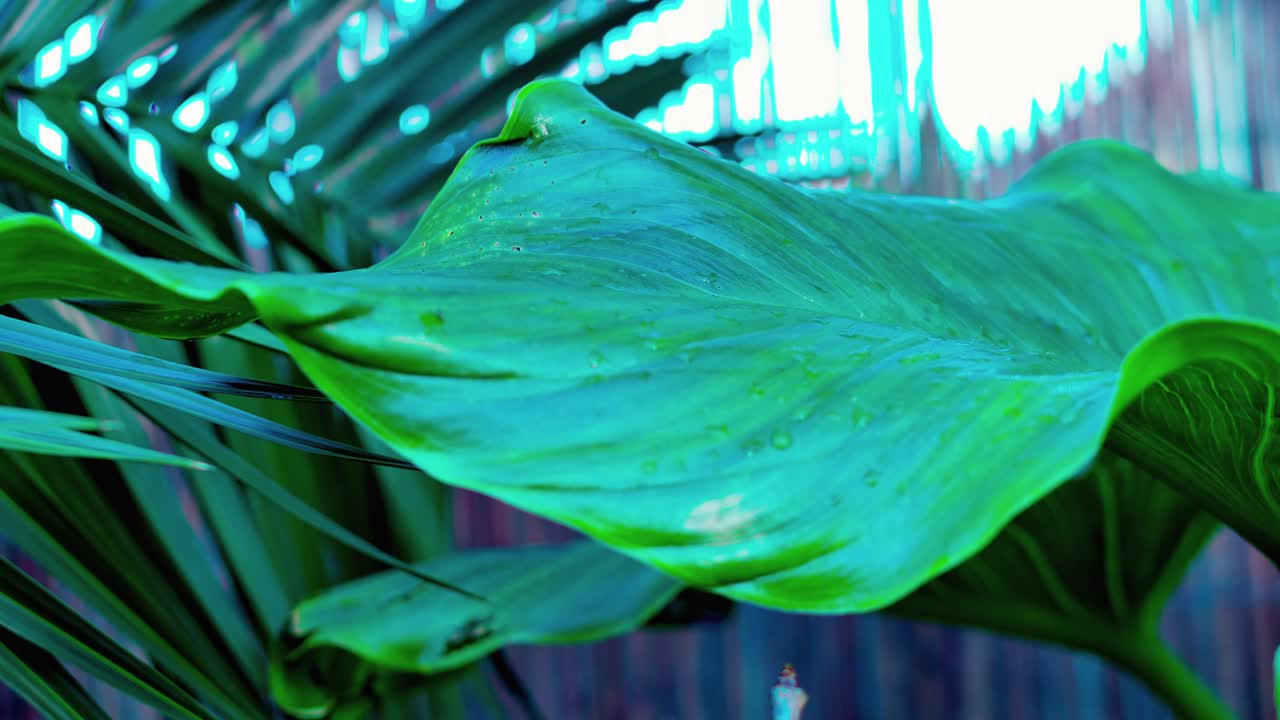 A leaf with water drops on it.