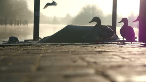 silhouette of birds flying over river thames