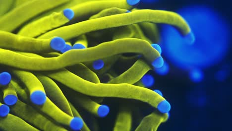 macro shot of euphyllia glabrescens 24k under actinic light, showcasing golden tentacles with deep blue tips gently swaying in a reef aquarium environment
