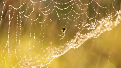 rain in the forest at sunset. cobwebs in small drops of rain.