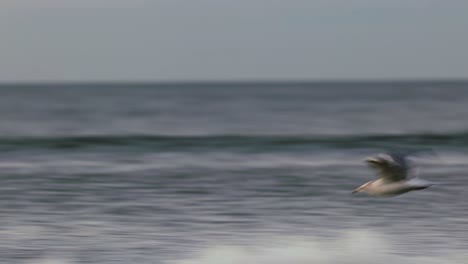 seagull in flight over ocean