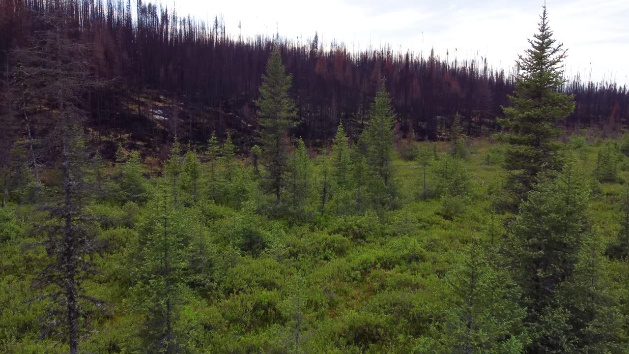 Upea kontrasti vihreän luonnon ja metsäpalon jälkeisen tuhon välillä, Kirkland Lake Forest Fire, Kanada.