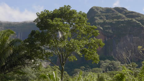 Tall-tree-in-good-light-in-Amboro-National-Park,-Bolivia