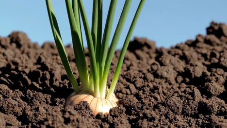 onion plant growing in soil