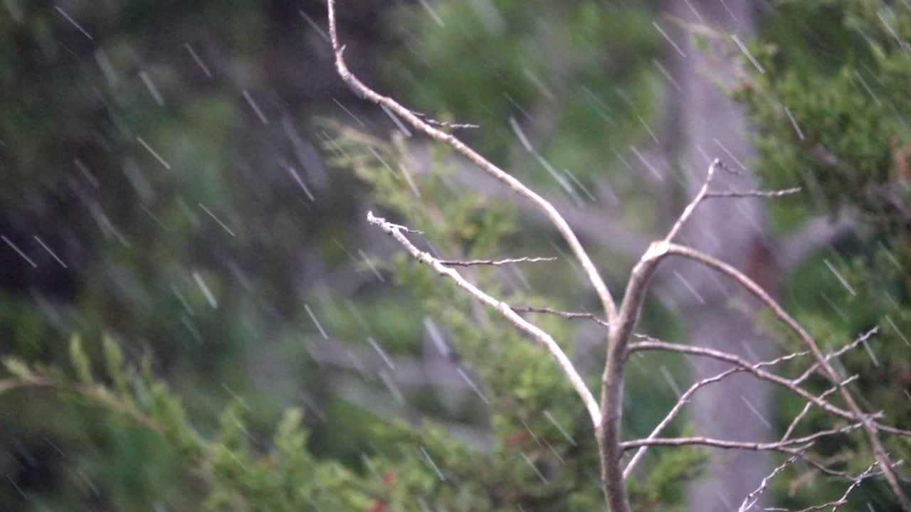 Dragonfly flies off of branch as rain falls in slow motion