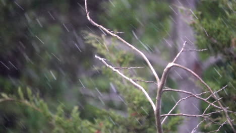 dragonfly flies off of branch as rain falls in slow motion