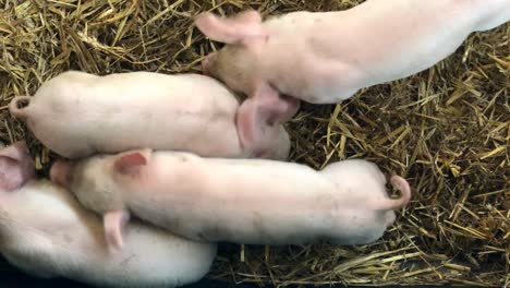 a group of piglets playing in straw on a farm