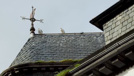 two seagulls perched on mossy slate church roof near metal weather vane under cloudy sky