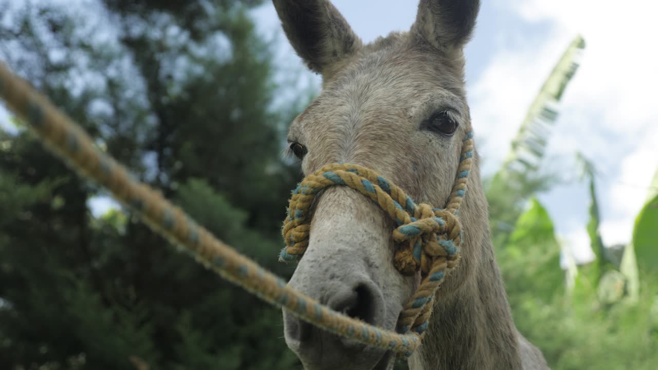ganado un burro con cuerda descansa a la sombra de los árboles y mira fijamente a la cámara en el remoto pueblo tradicional de plantaciones de café en la selva de colombia montañas de américa latina en cámara lenta