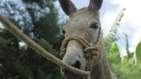 Ganado-Un-Burro-Con-Cuerda-Descansa-A-La-Sombra-De-Los-árboles-Y-Mira-Fijamente-A-La-Cámara-En-El-Remoto-Pueblo-Tradicional-De-Plantaciones-De-Café-En-La-Selva-De-Colombia-Montañas-De-América-Latina-En-Cámara-Lenta