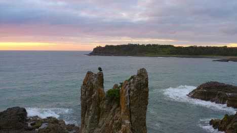 aerial view of cathedral rocks and a cormorant on top and at sunrise, kiama downs, nsw, australia