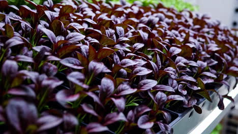 close-up of sprouting vegetables in various growing systems