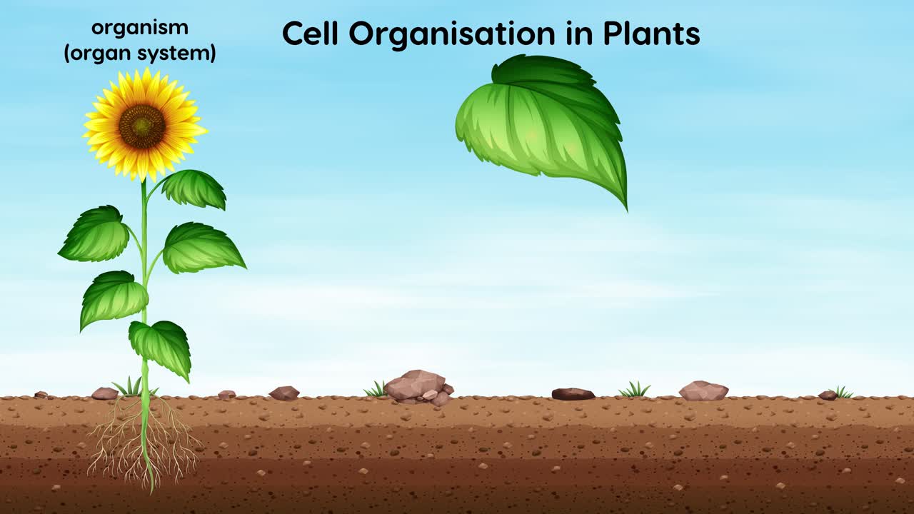 식물 세포의 구조와 조직 과정을 설명합니다.
