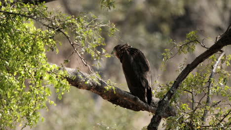 african eagle resting on the branch of tree during daytime