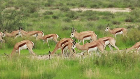 Fast-forward-of-a-herd-of-Springboks-moving-through-the-green-landscape-of-the-Kgalagadi-Transfrontier-Park