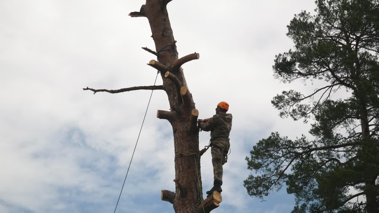 Tree Trimmer Working High Up in a Pine Tree