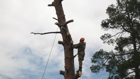 tree trimmer working high up in a pine tree