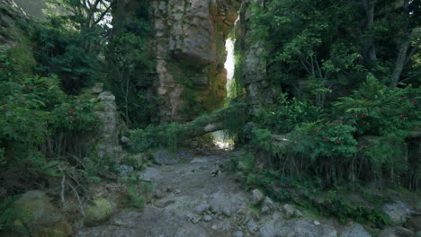 dense jungle path