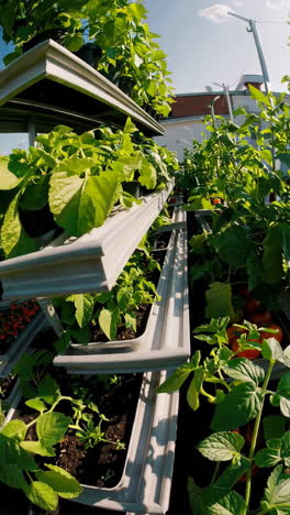 rooftop urban garden with vegetables