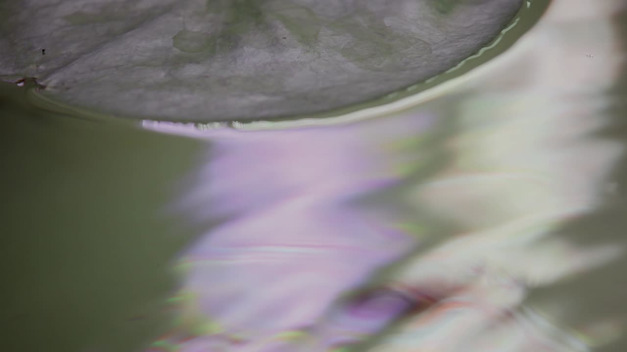 pequeños peces nadando en su nuevo tanque de acuario con la esperanza de encontrar algo de comida