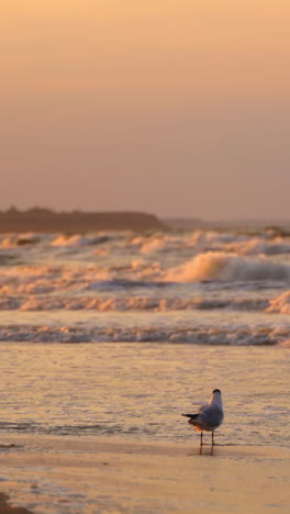 sea wave on beach at sunset. golden sunset over the sea ocean waves