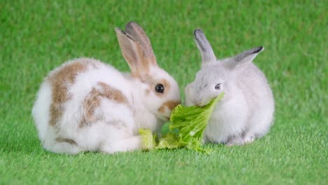 dos pequeños conejitos marrones y grises se quedan en la hierba verde y comen verduras juntos