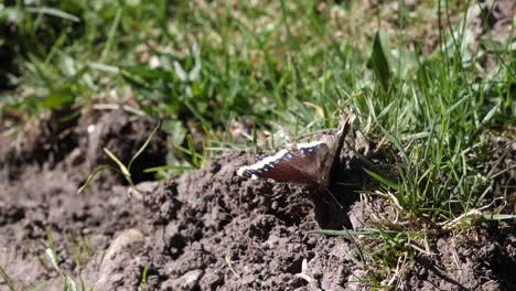 close up of a brown butterfly moving his wings and walking over earth, dirt an gras in slow motion