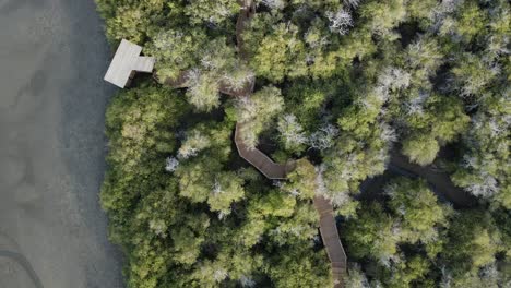 The-top-view-of-the-Kalba-Mangrove,-also-known-as-Khor-Kalba,-is-located-in-the-northern-emirates-of-Sharjah,-United-Arab-Emirates