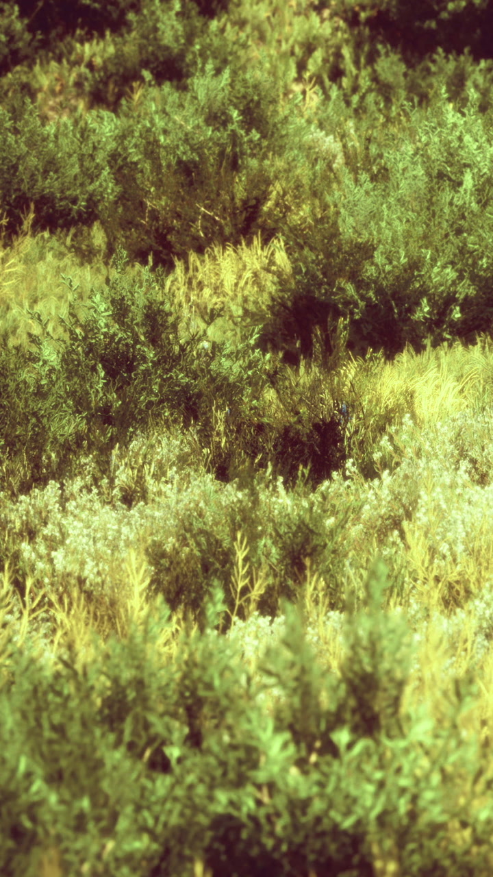 Vibrant landscape of lush greenery under the warm afternoon sun in nature