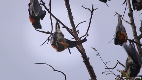 Bats-Hanging-From-Tree-Branch-Slow-Motion-Australia-Gippsland-Victoria-Maffra-Daytime