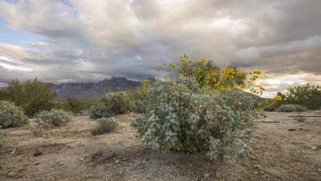 Wolken-Ziehen-Schnell-über-Blühenden-Spröden-Busch-Und-Berge-In-Der-Südwestlichen-Wüste-Der-Vereinigten-Staaten-4k