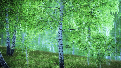 Birch trees on the green grass