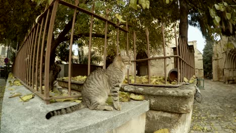 cat sits on fence of cathedral of saint sophia in fallen leaves close up