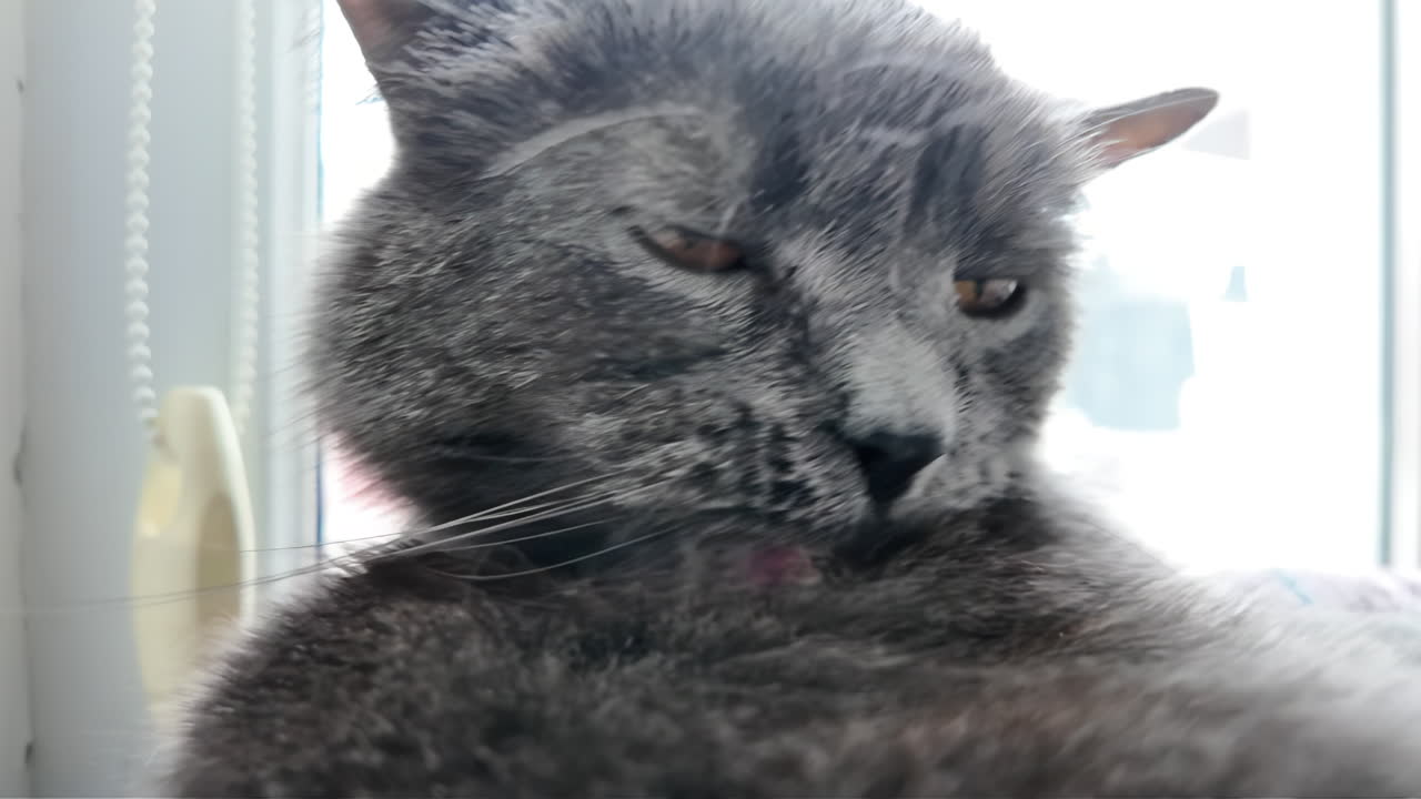 British Shorthair cat with orange eyes, lying on the bed, cleaning itself