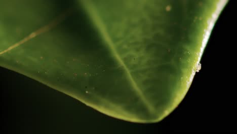 áfidos microorganismos parásitos larvas insectos arrastrándose hasta la parte posterior de una hoja mientras comen un primer plano extremo