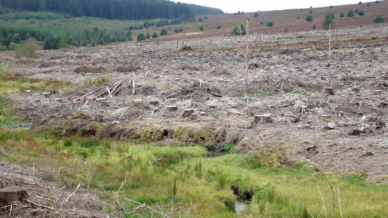 deforestación bosque desierto destruido tala industria maderera izquierda carro lento