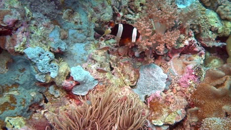 butterflyfish, anemonefish, dascyllus and other tropical fish on a coral reef.