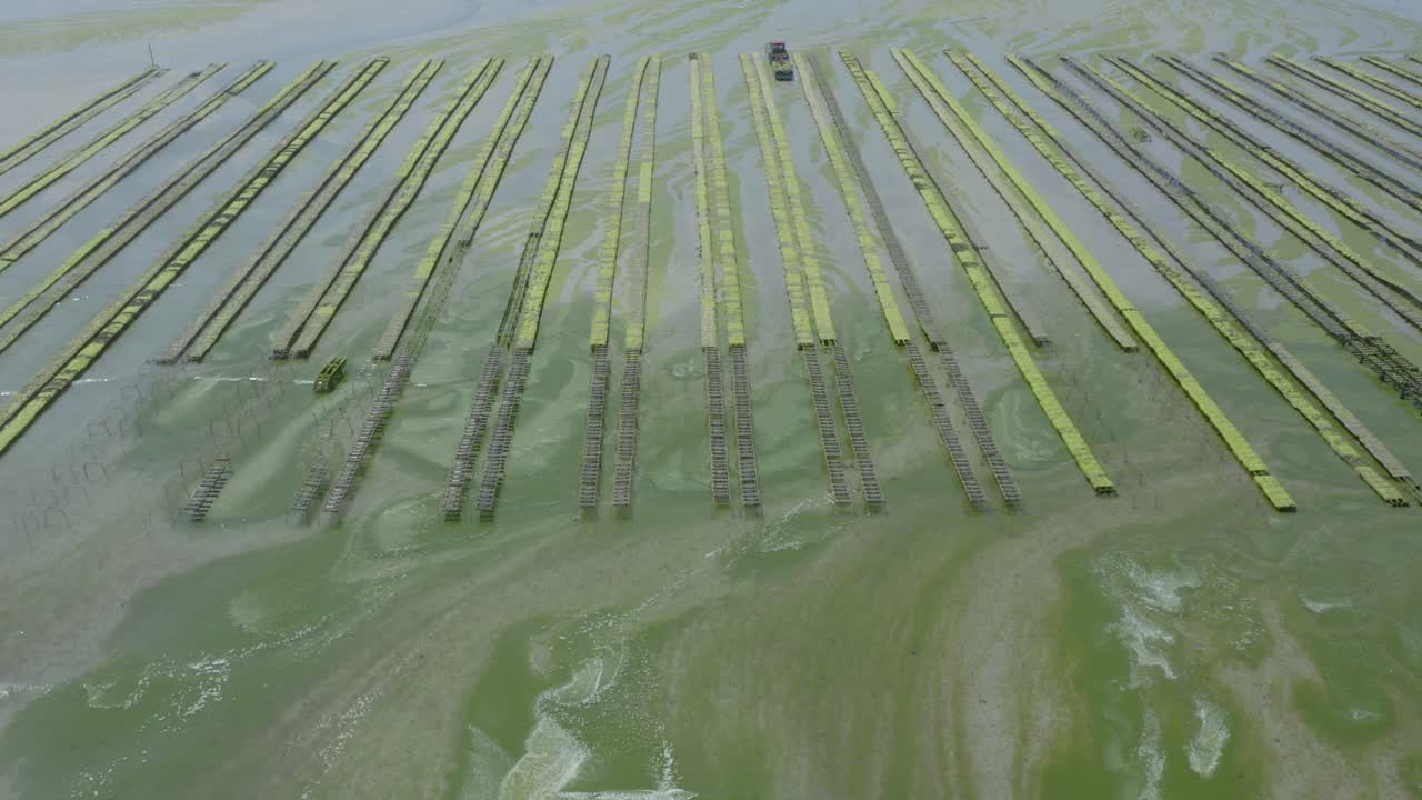 filas de criaderos de ostras con tractor trabajando con marea baja en un criadero de ostras en bretaña, francia