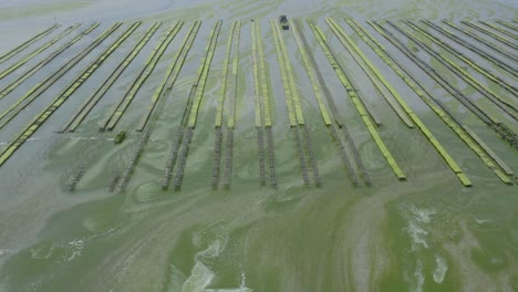 Reihen-Von-Austernbänken-Mit-Traktor,-Der-Bei-Ebbe-In-Einer-Austernfarm-In-Der-Bretagne,-Frankreich,-Arbeitet