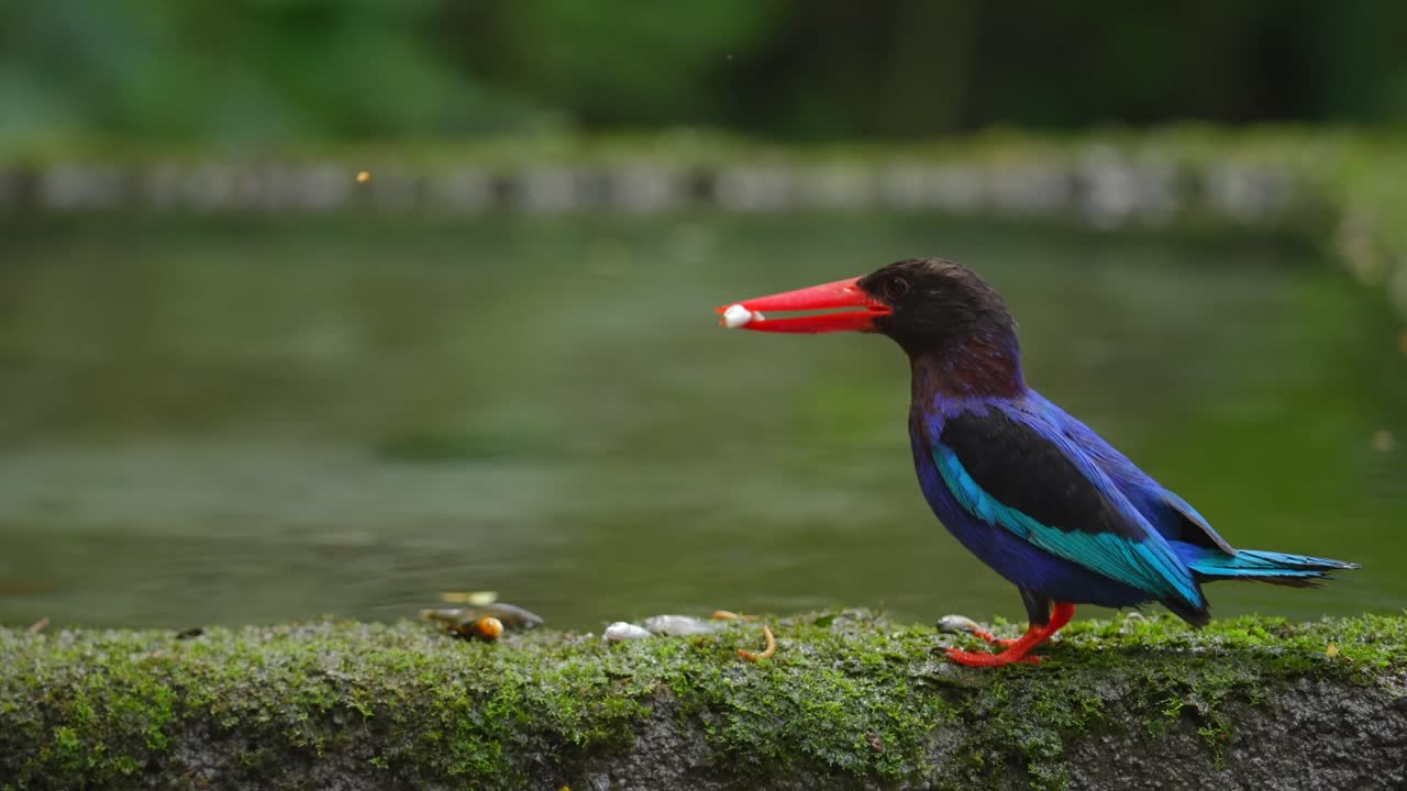 Stork-billed Kingfisher with Fish
