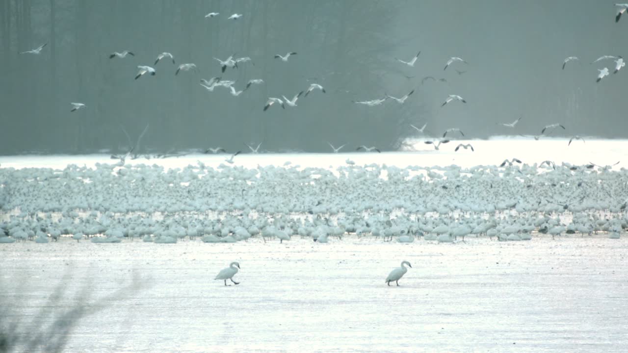 水域近くの凍った水面に集まるハクガンの大群の映像。手前には白鳥が歩いている。密集した群れの上空を鳥たちが飛び立つ。