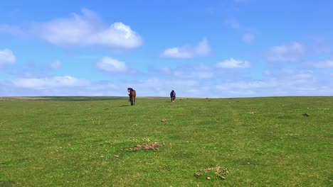 Dos-Caballos-Caminan-Hacia-La-Cámara-En-Un-Campo-De-Hierba-En-La-Cima-De-Una-Montaña-Bajo-Un-Cielo-Azul-Con-Tenues-Nubes-De-Buen-Tiempo