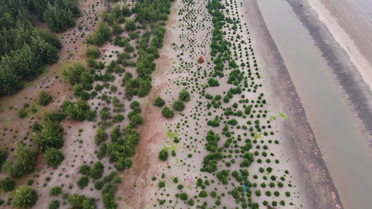 la reforestación y la plantación de árboles de jhau sirven como protección vital contra la erosión de la playa a lo largo de las zonas costeras vulnerables - drone volando hacia adelante