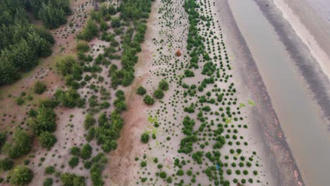 the reforestation and tree plantation of jhau trees serve as vital protection from sea beach erosion along vulnerable coastal areas - drone flying forward