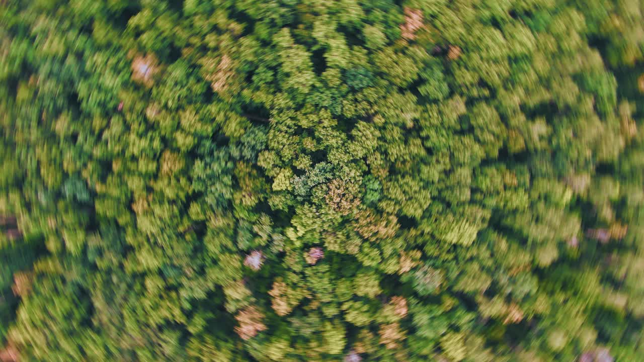 абстрактный воздушный вид леса