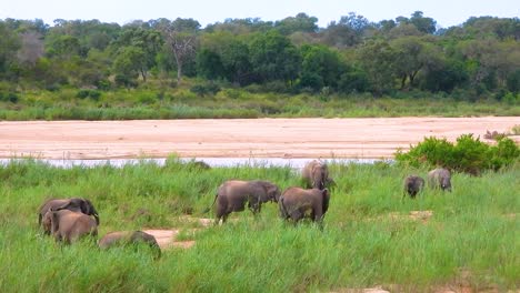 elephants by the river