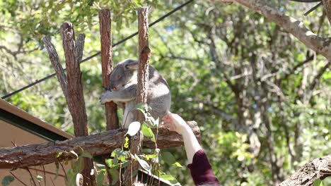 person interacting with a koala on a tree