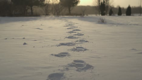 closeup of footprints in the snow in winter