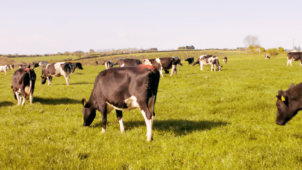 dos ganaderos caminando por el campo
