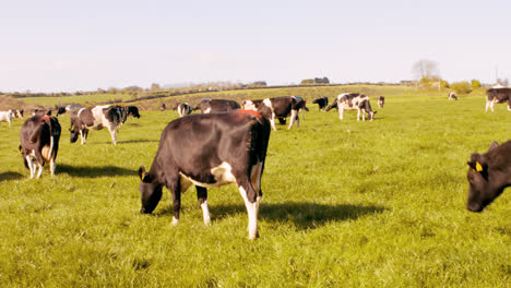 Two-cattle-farmers-walking-in-the-field